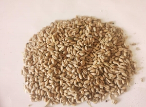小麦