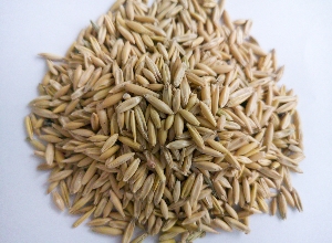 燕麦